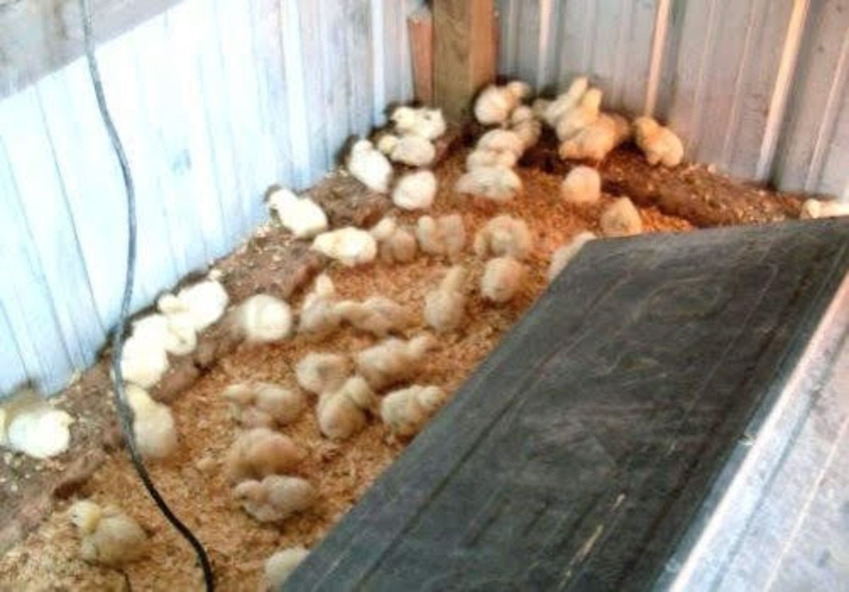 The chicks rush about in groups, and spend a lot of time hiding under the brooder when approached.