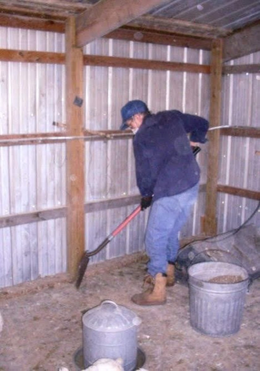 The floors of the chicken house must be scraped at each cleaning.
