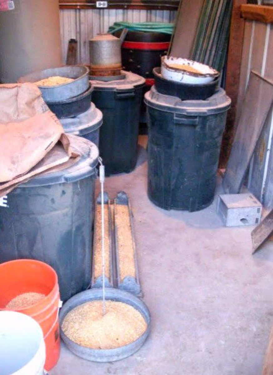 Photo Essay of Chicken Growth From Hatching to Adulthood PetHelpful