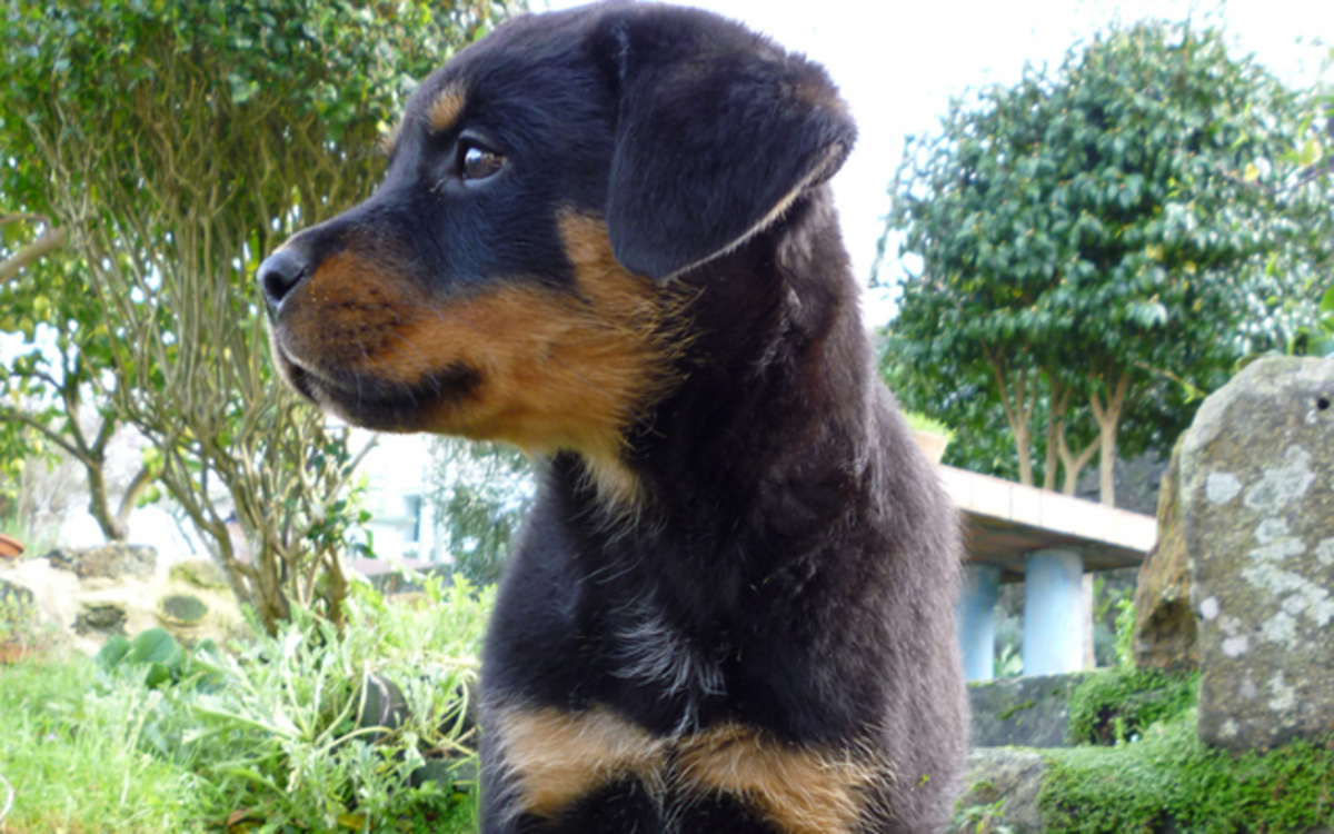 A Guide to Choosing Your Rottweiler Puppy