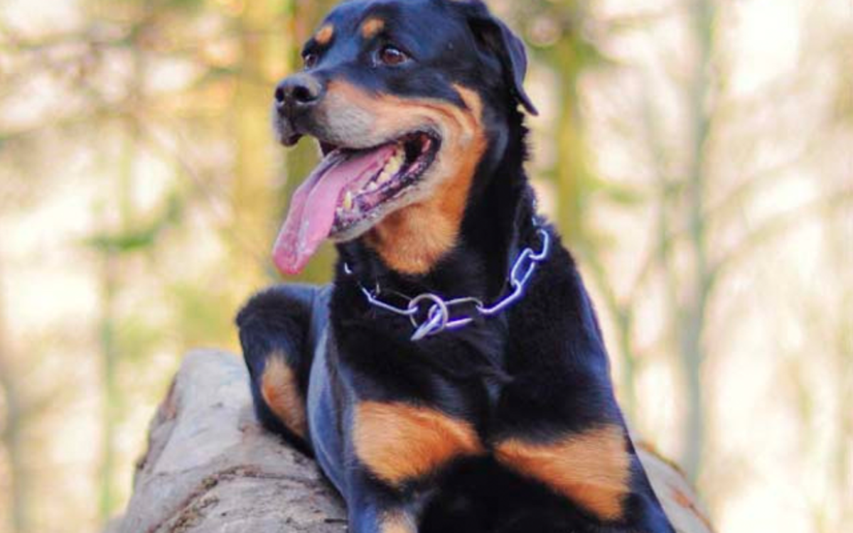 Make sure to train and socialize your rottweiler properly.