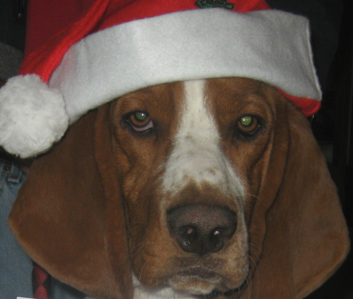 our Basset hound our Basset hound