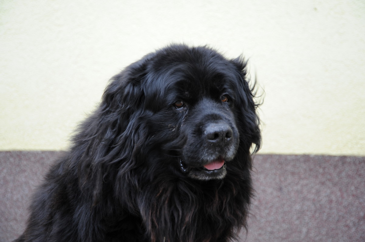 The Newfoundland is one of the best dog breeds for kids. 
