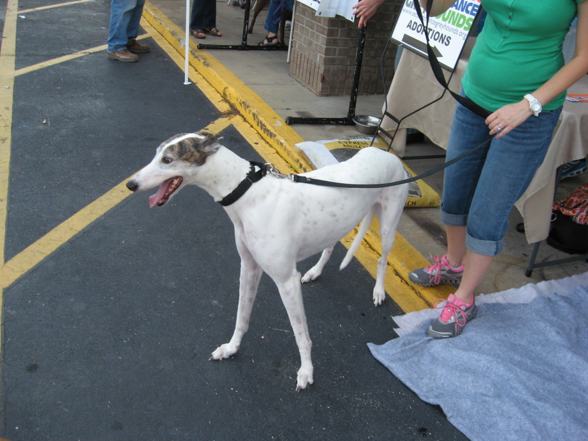 Greyhounds are gentle, playful dogs.