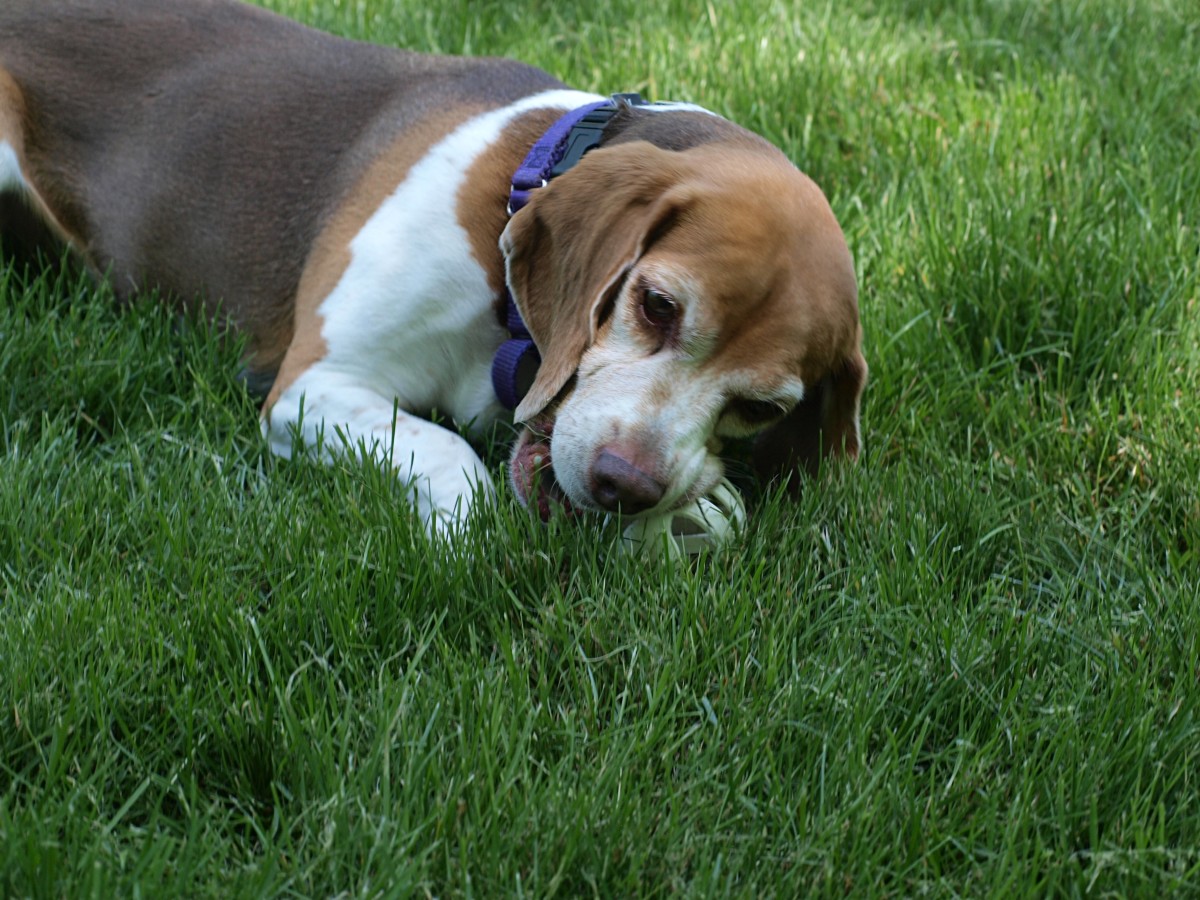 Beagles are sturdy, small dogs that love to play with children.