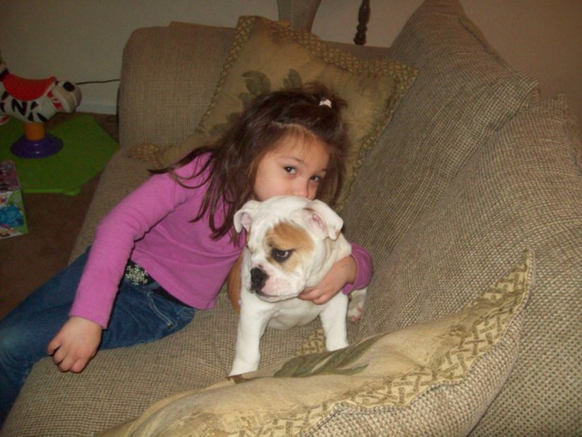 English Bulldog English Bulldog