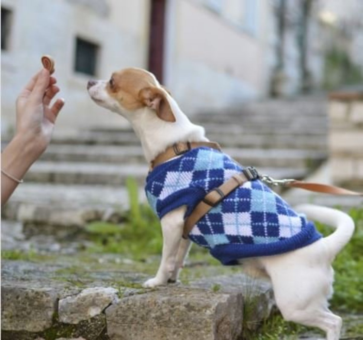 Dog Training: Luring Versus Bribery