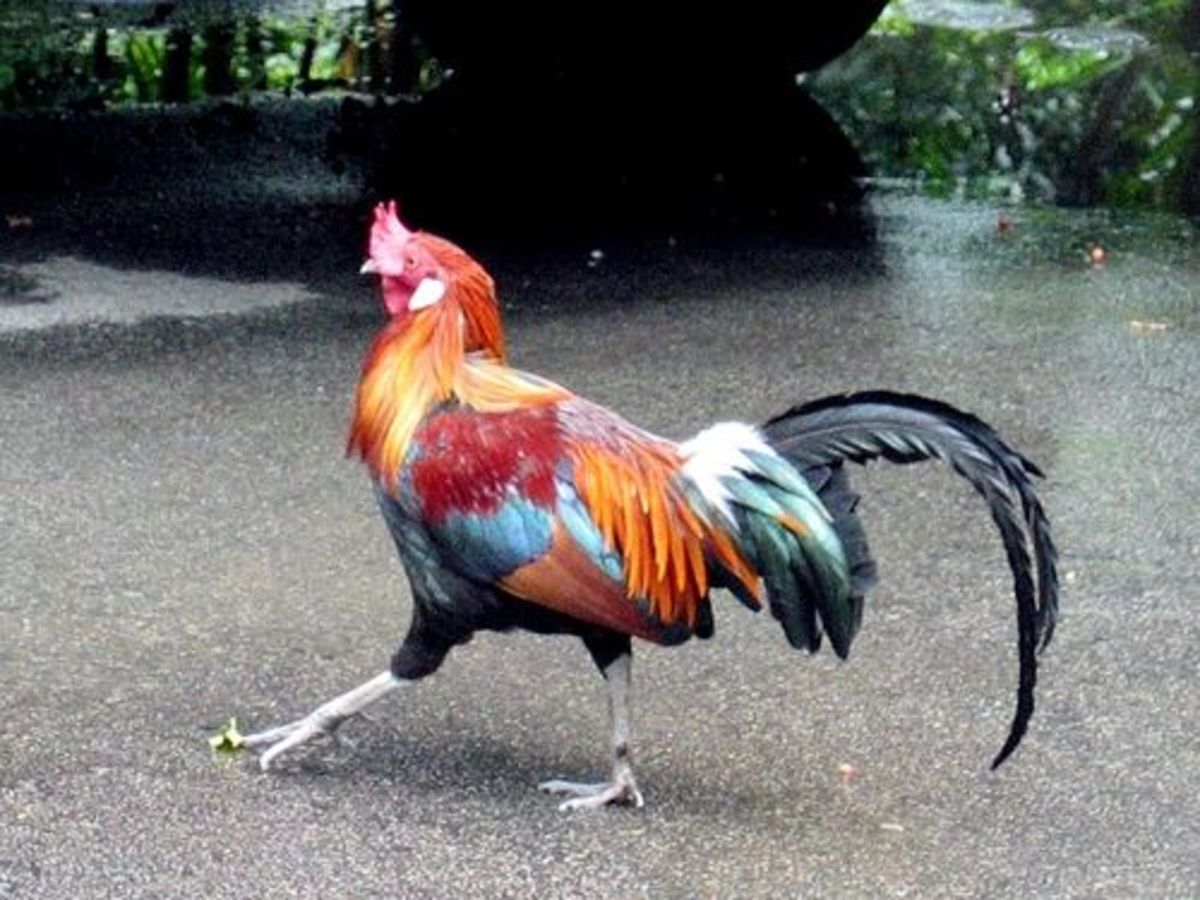 The Red Jungle Fowl is an ancestor of the chicken 