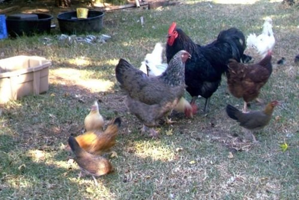 Mixed flock of chickens