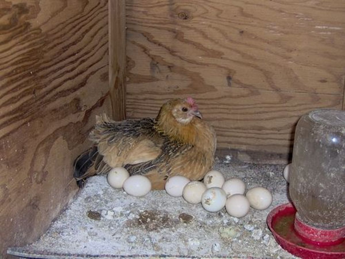 An egg-laying hen