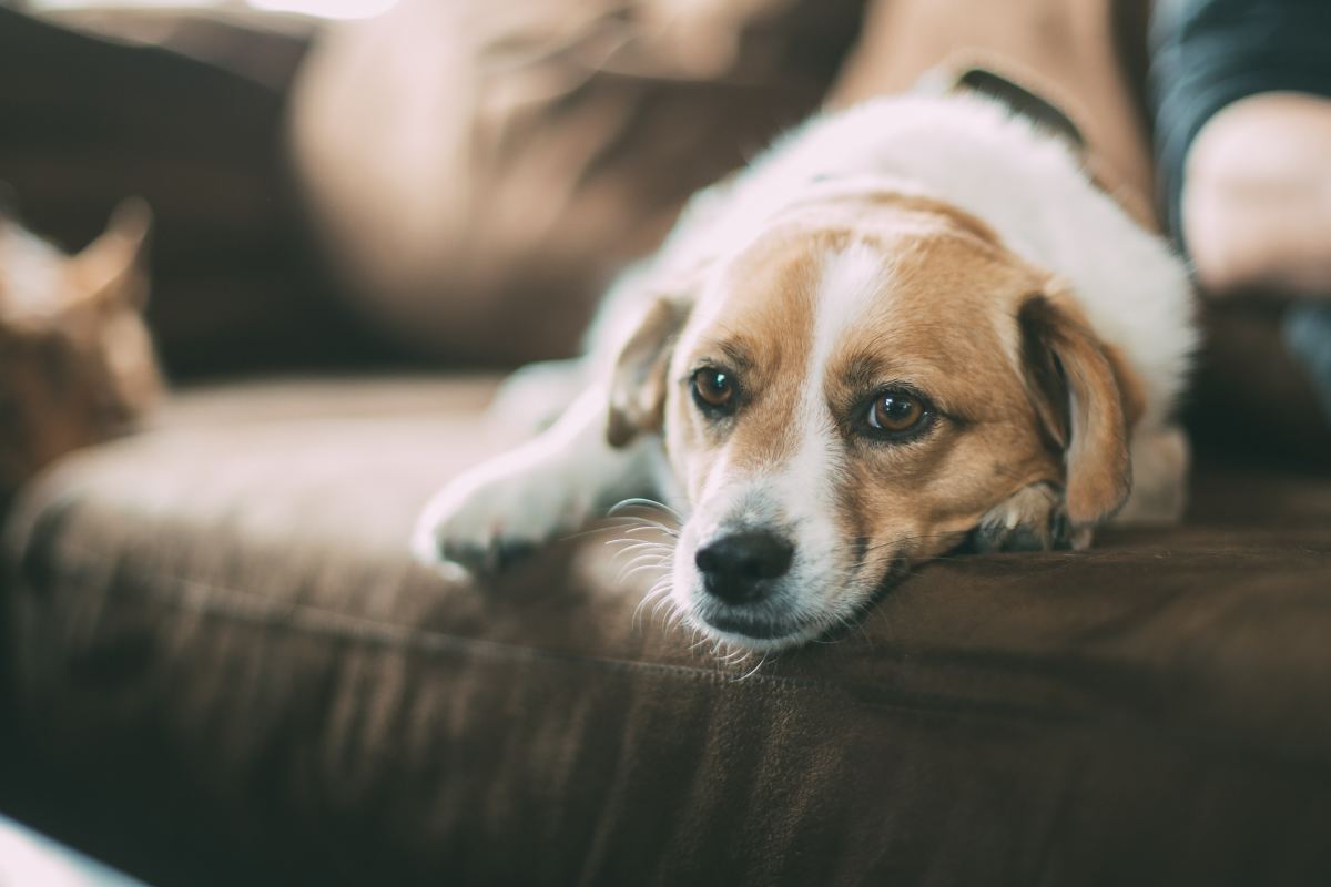 Treatment will be based on your dog's specific diagnoses. 