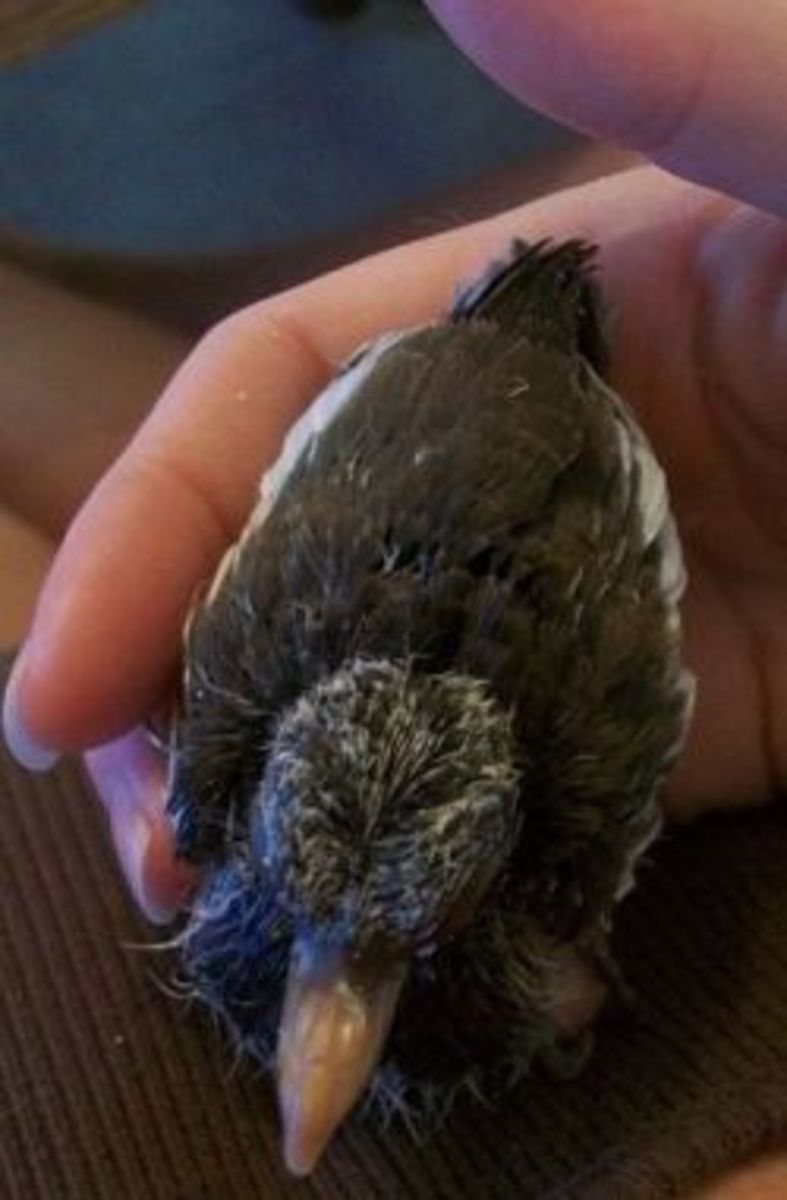 White-winged dove that I rescued from certain death and rehabilitated. 
