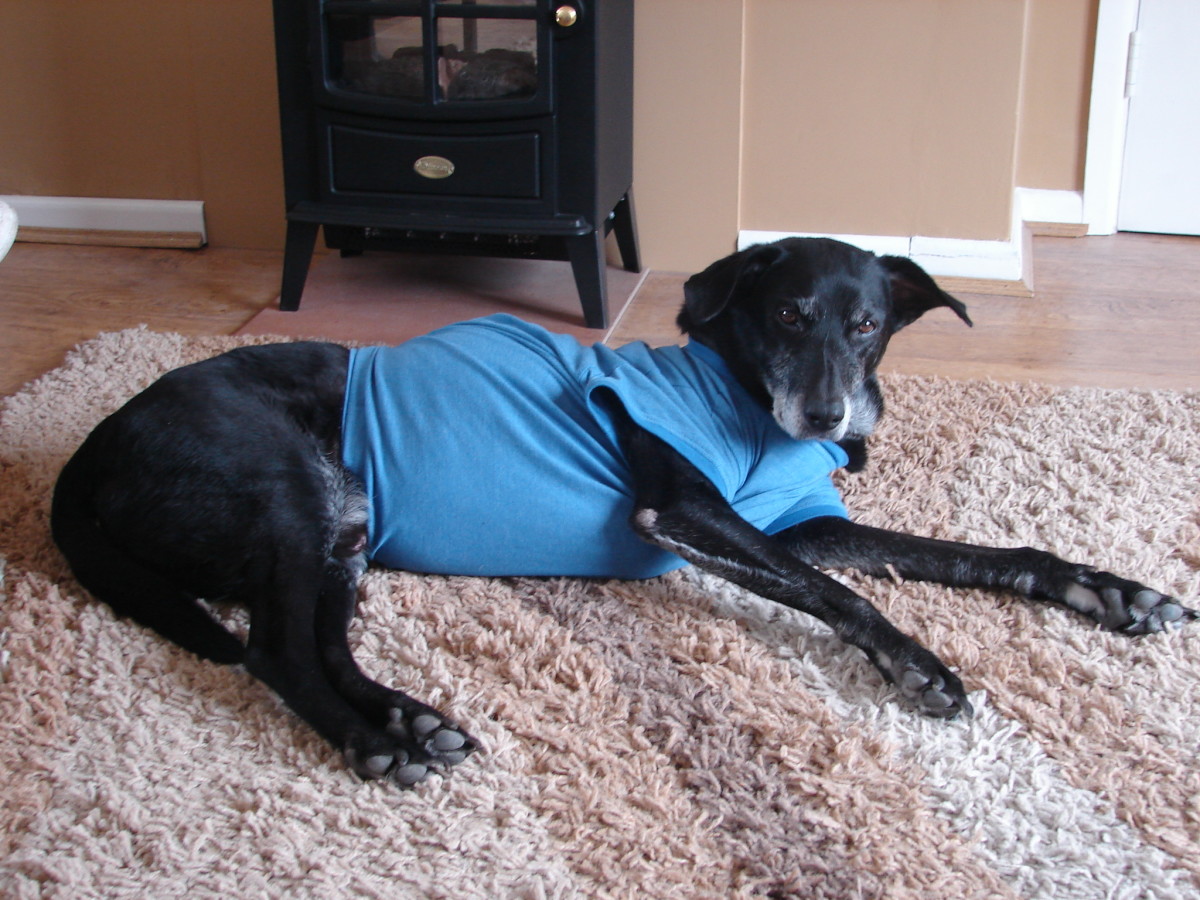 After skin tag removal, putting your dog in a t-shirt is recommended.