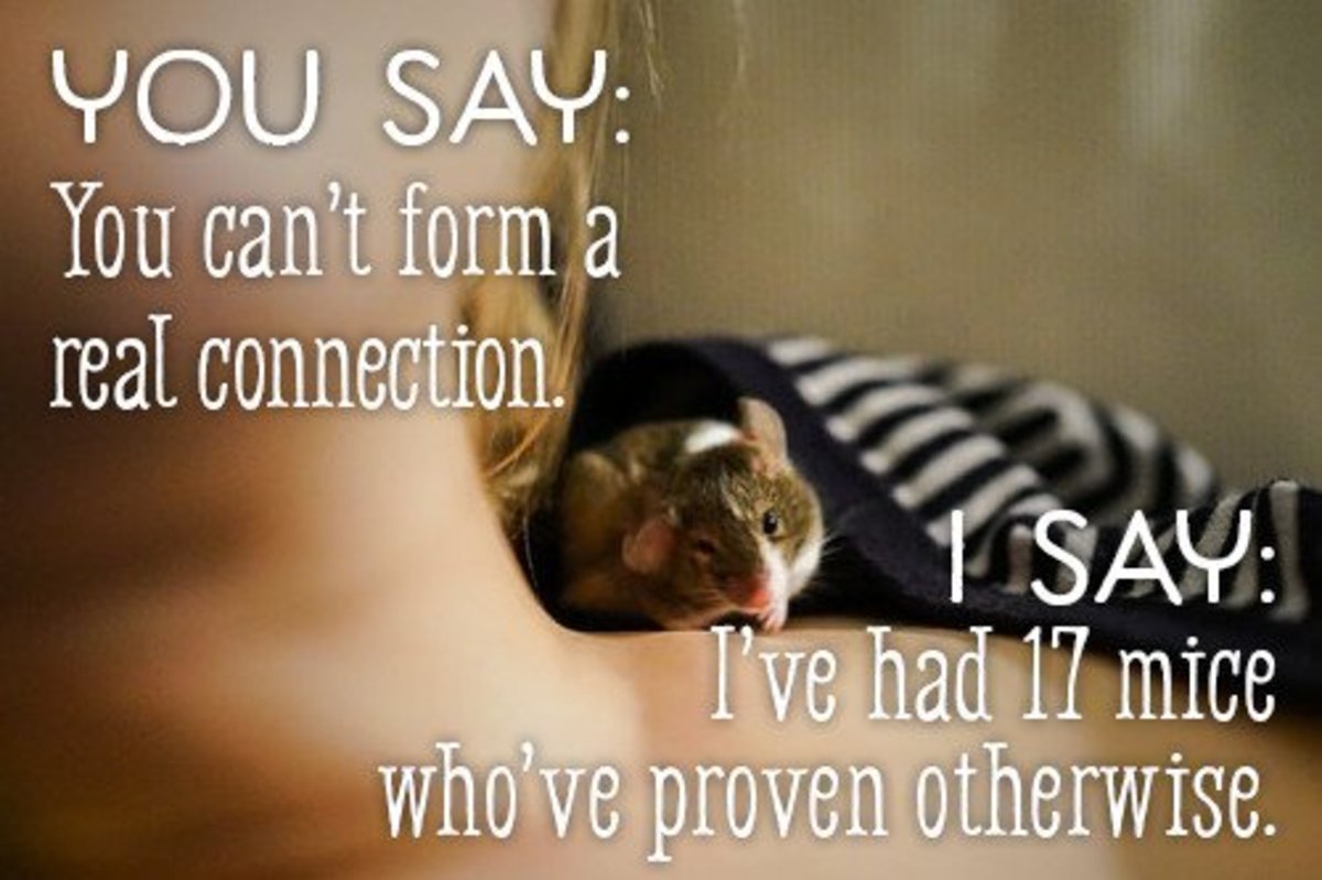 You say you can't have a real connection with mice like you can with dogs. I say if this is true, I have been very lucky to have had 17 mice who have all proven this statement wrong.