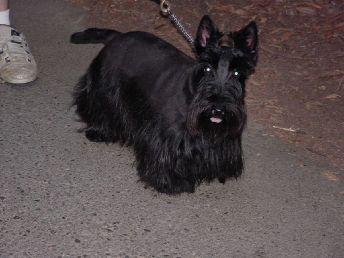 Scottish Terriers: Understand and Love the Breed - PetHelpful