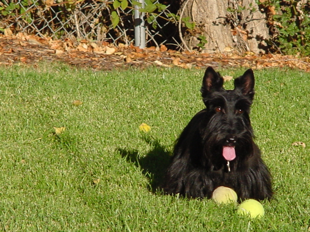 Scottish Terriers Understand and Love the Breed PetHelpful