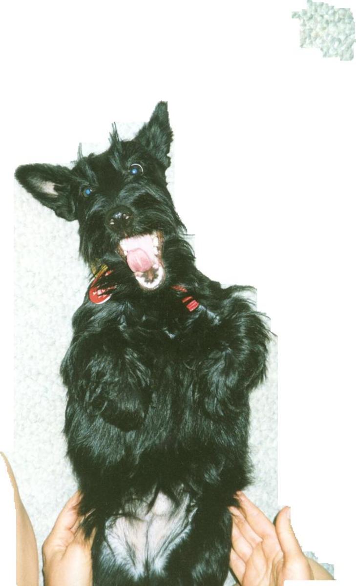 Scotties love to play. But mind the teeth!