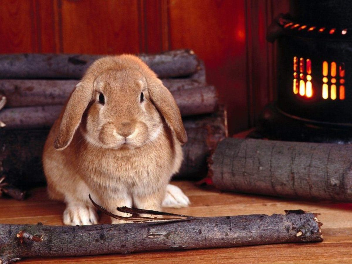 Yep, your rabbit will produce a lot of poop, and that's healthy and normal.