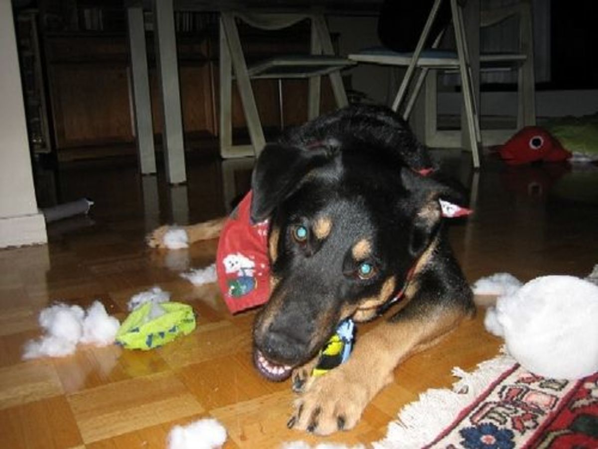 How to Make Your Own Homemade Dog Toys PetHelpful
