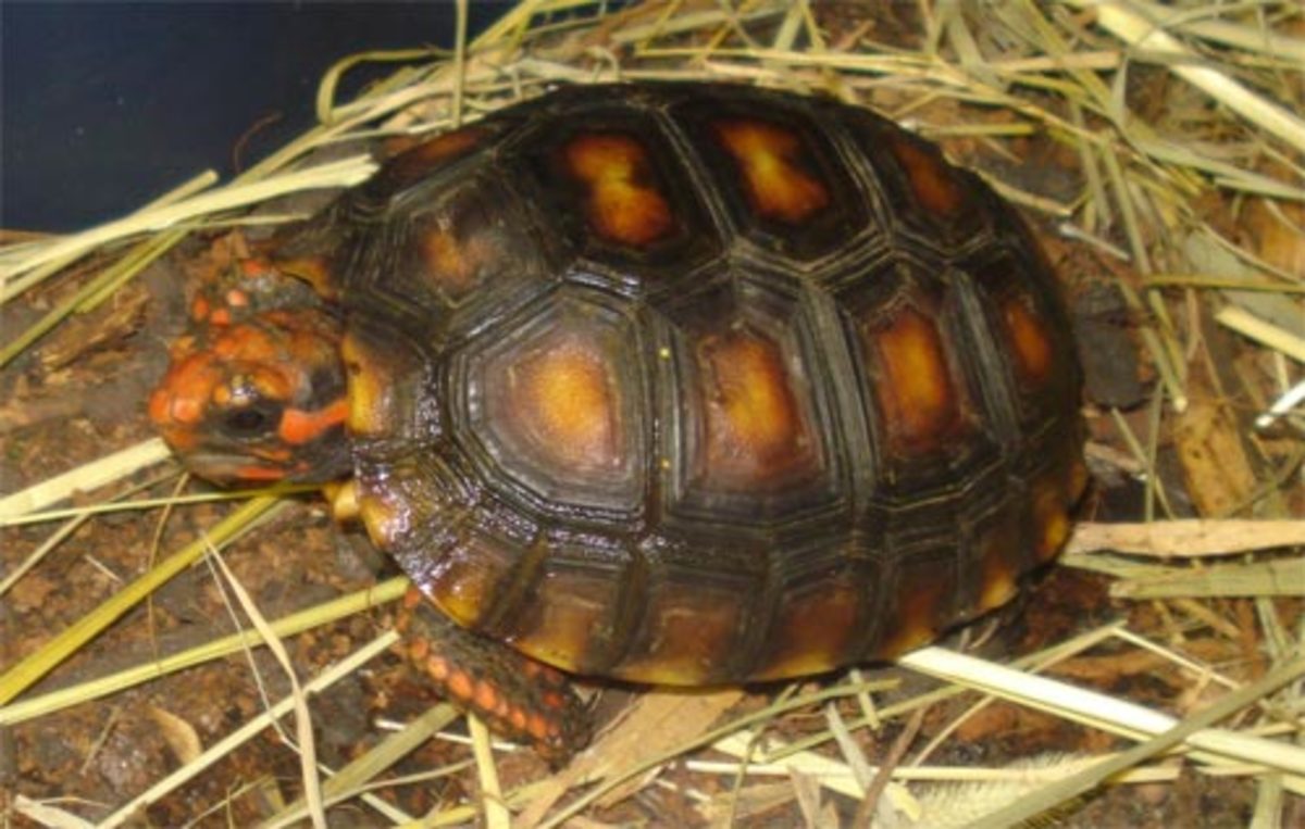 septicemia-tortoises