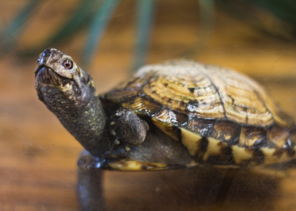 12 Reasons Not to Buy a Pet Turtle or Tortoise