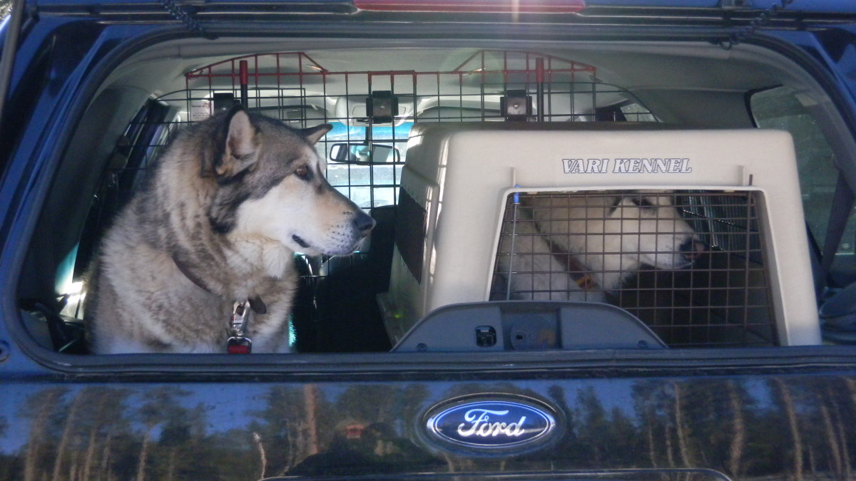 how-to-get-your-dog-to-behave-in-the-car