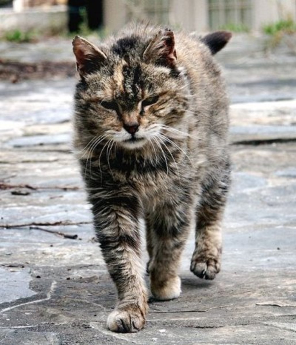 Feral Brown Tabby Cat. Looks like he's been through a war, doesn't it?