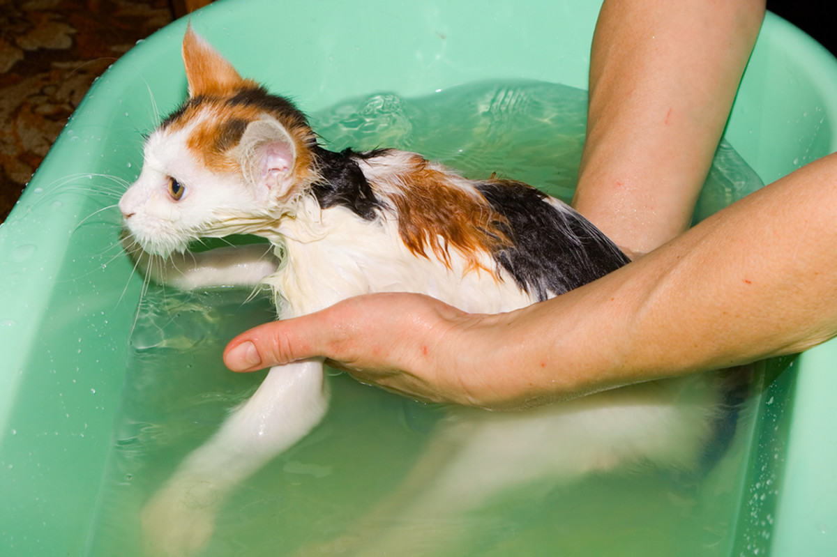 Simple Cat Bathing Tips Washing Your, How To Keep Cat Out Of Bathtub