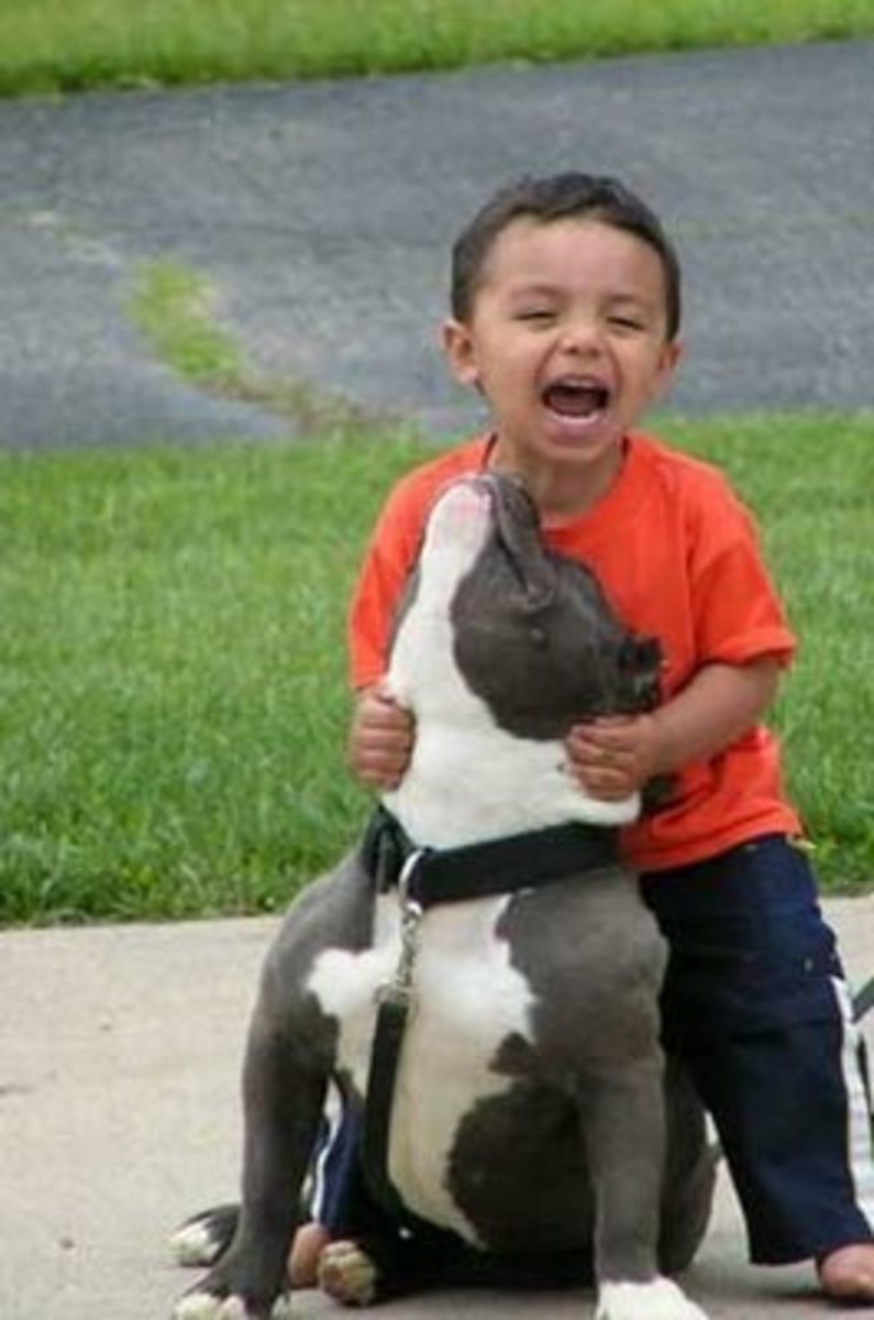 A child playing with his best friend. Does this dog look mean?