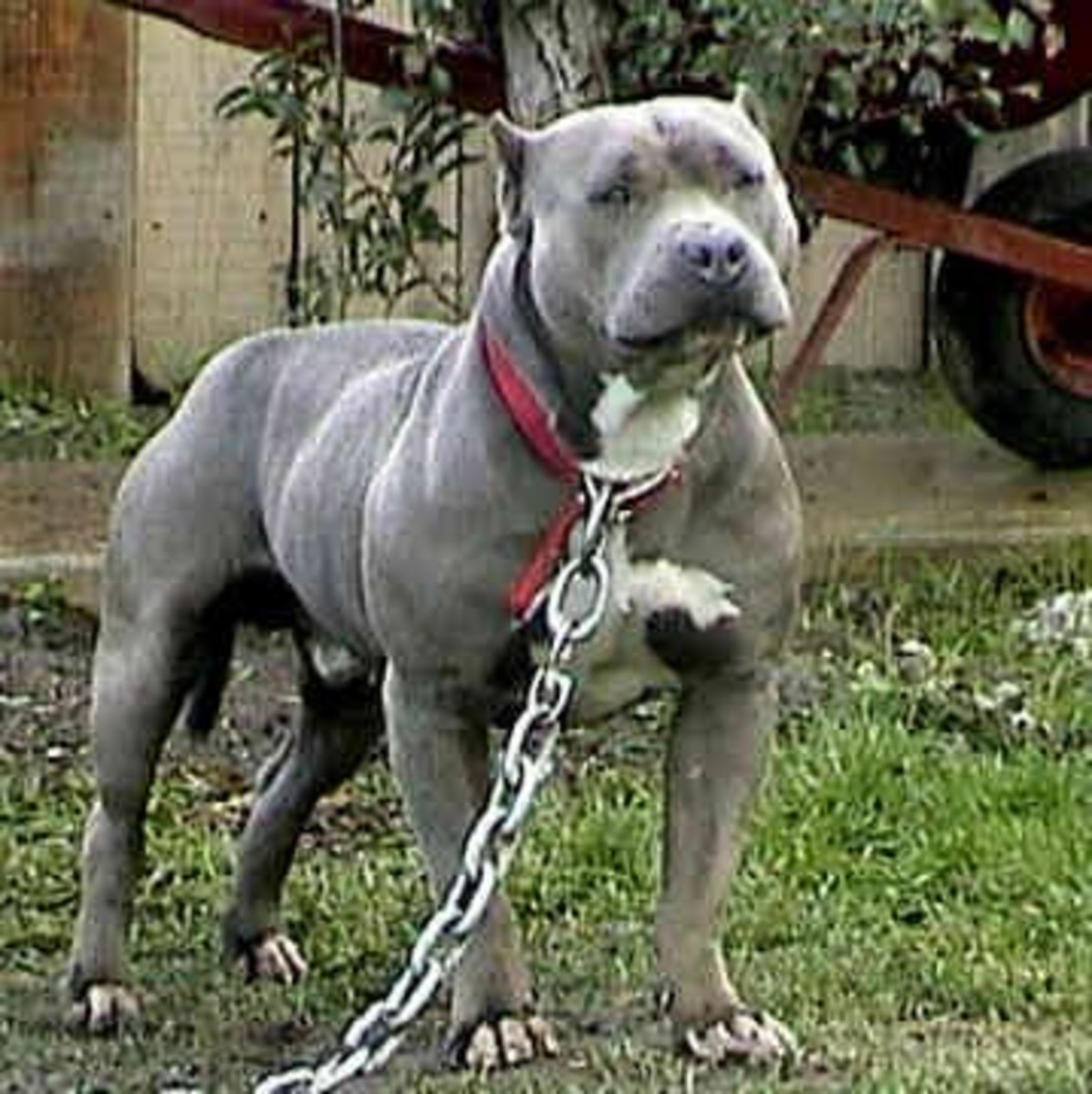 Pit bulls are often held captive in a single area through the use of large chains.