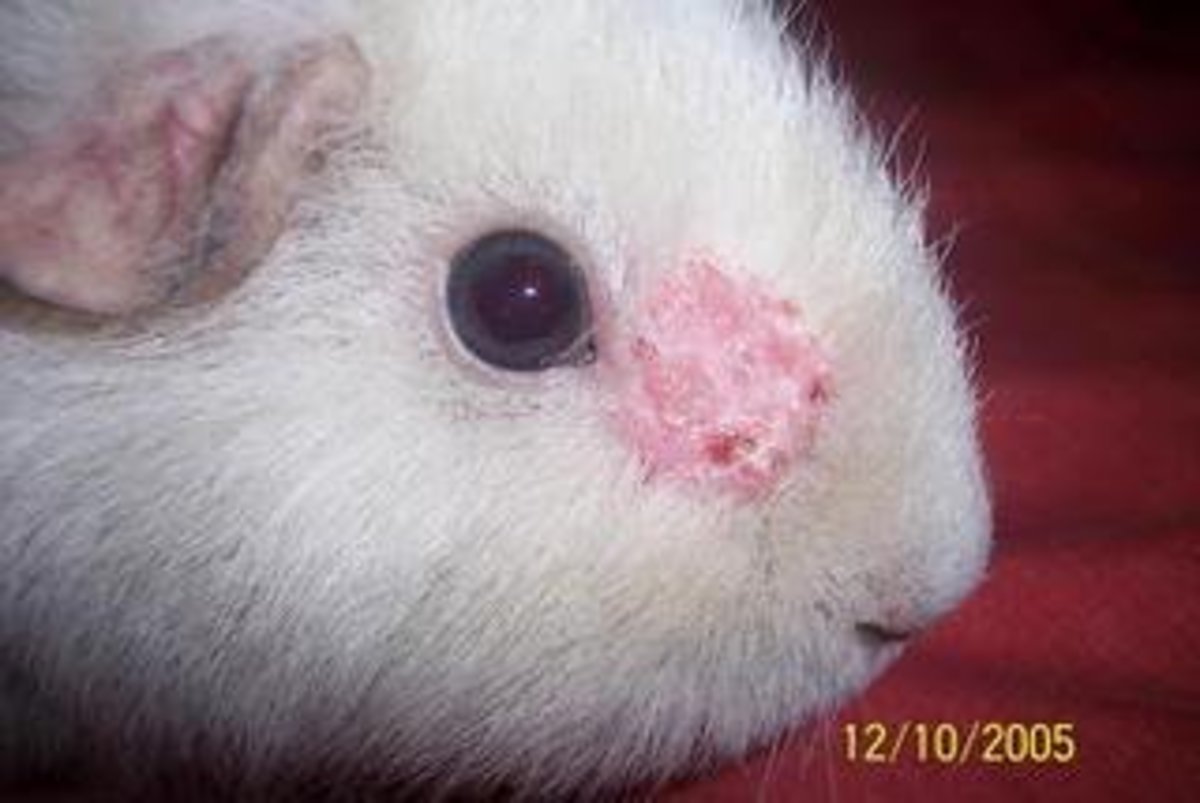 A Guinea Pig With Ringworm