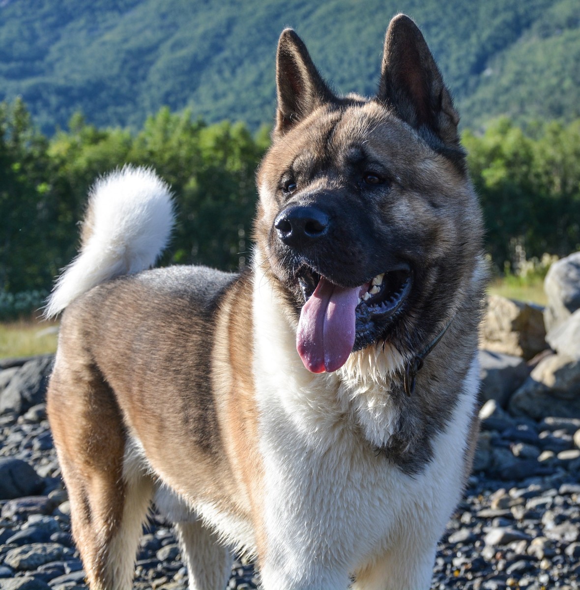 Japanese Akitas are a little smaller than their American cousins, and fewer colors are allowed in Japan.