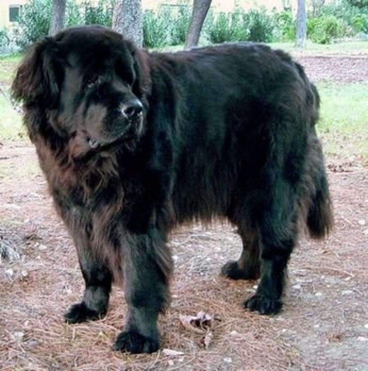 Кавказская овчарка ньюфаундленд собака