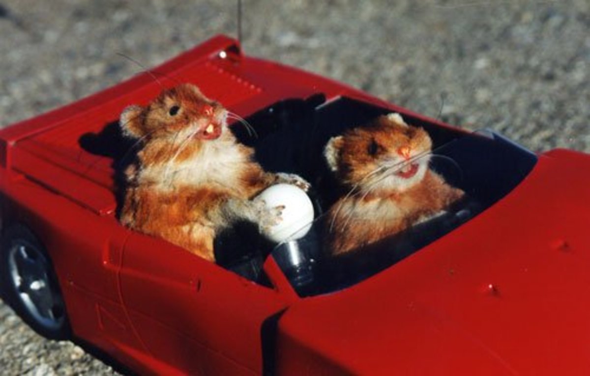 traveling-with-hamster