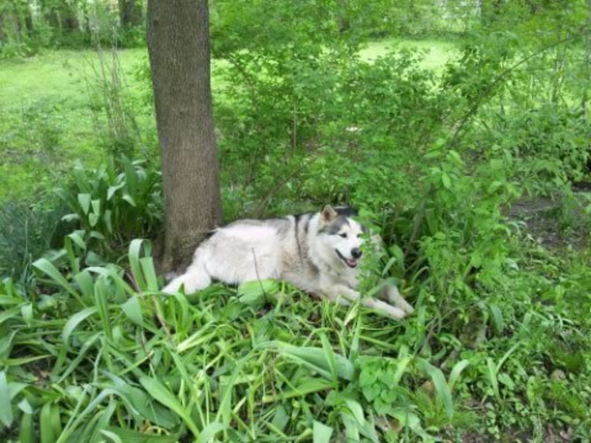 apple cider vinegar for skunk odor removal