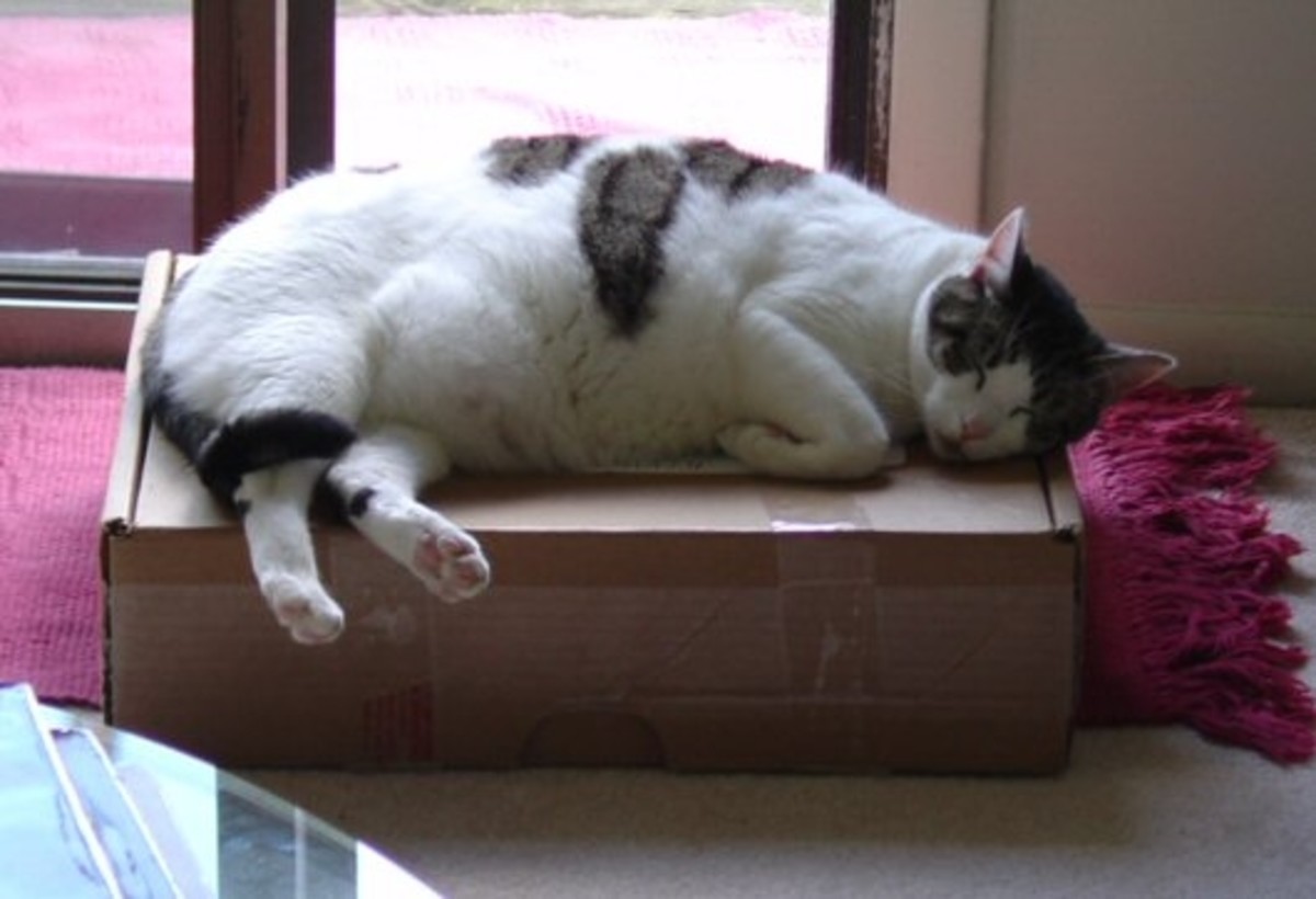 Sullybug rest her soul, she loved sleeping on top of a box... Sullybug rest her soul, she loved sleeping on top of a box...