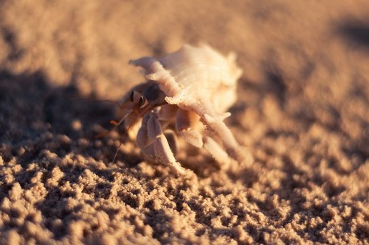 6 Common Pet Hermit Crab Species: Identification Guide - PetHelpful