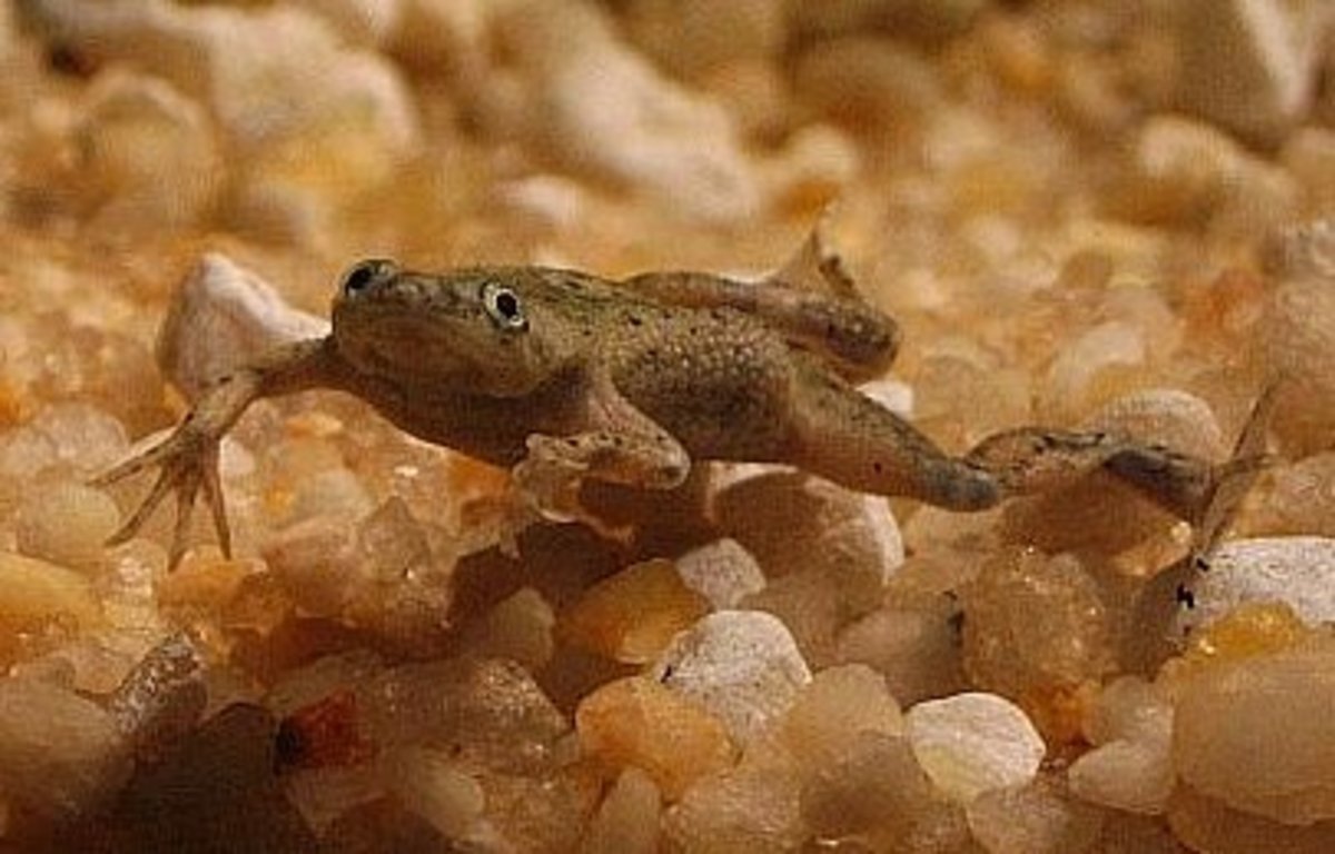 7 Best Pet Frogs For Beginners Pethelpful