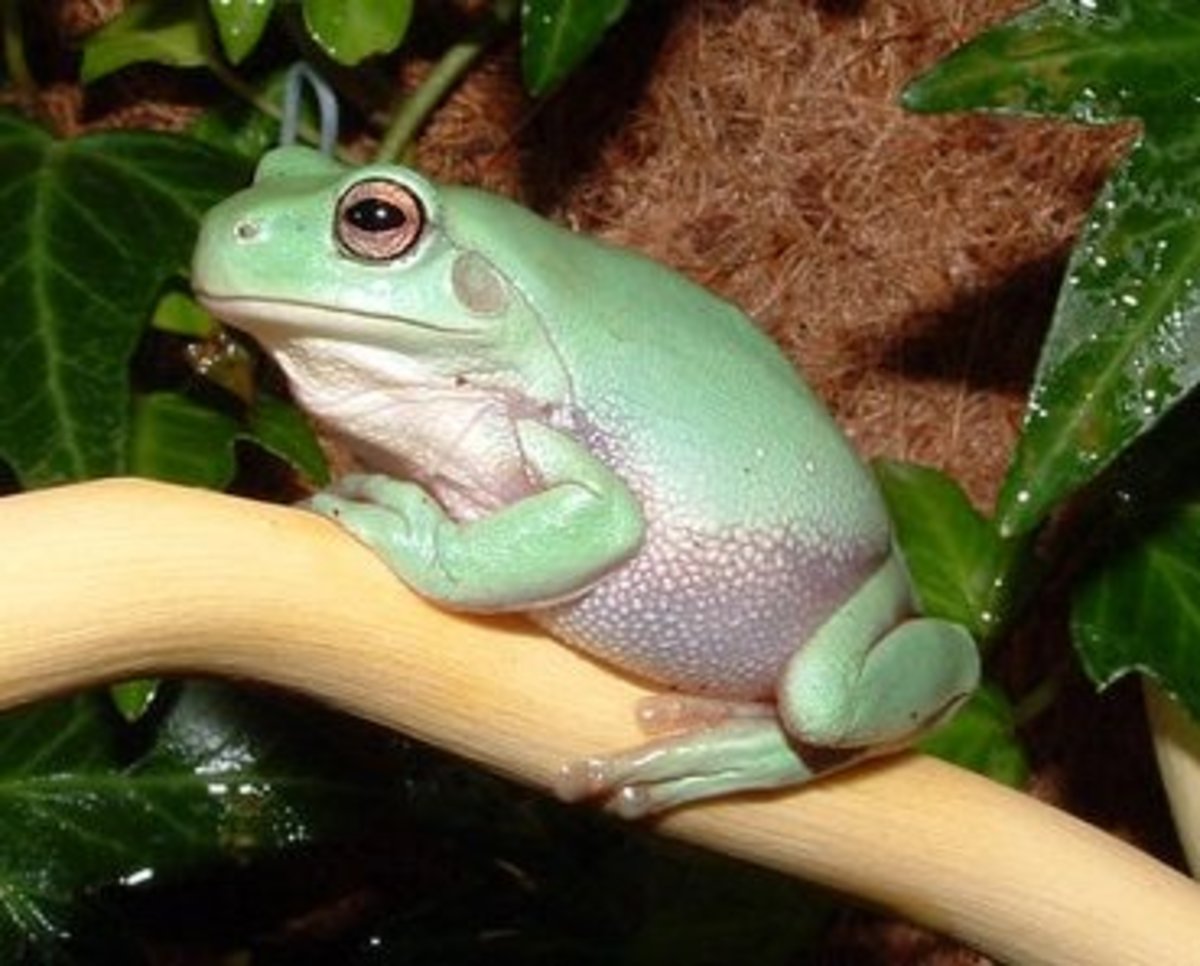 7 Best Pet Frogs For Beginners PetHelpful