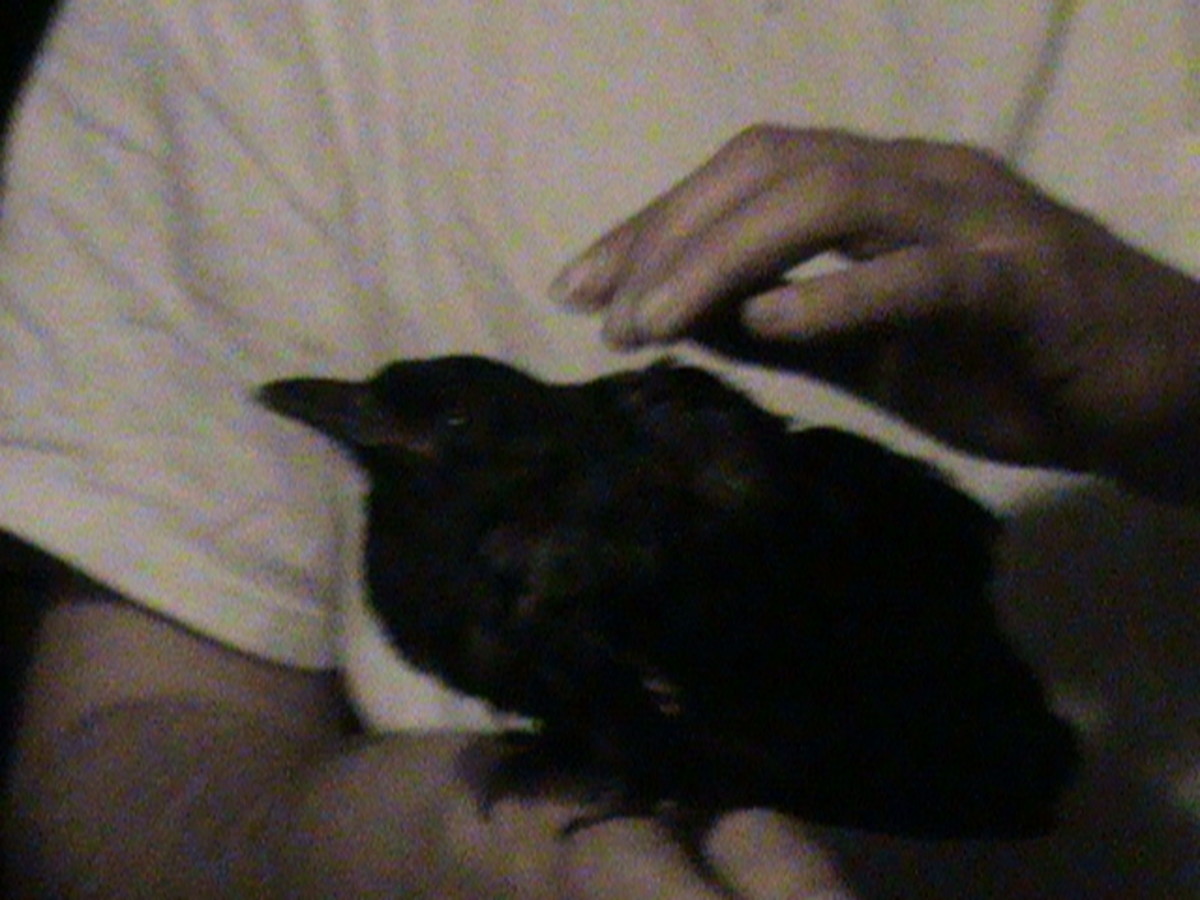 Here's my ex-boyfriend holding the injured crow we took home. 