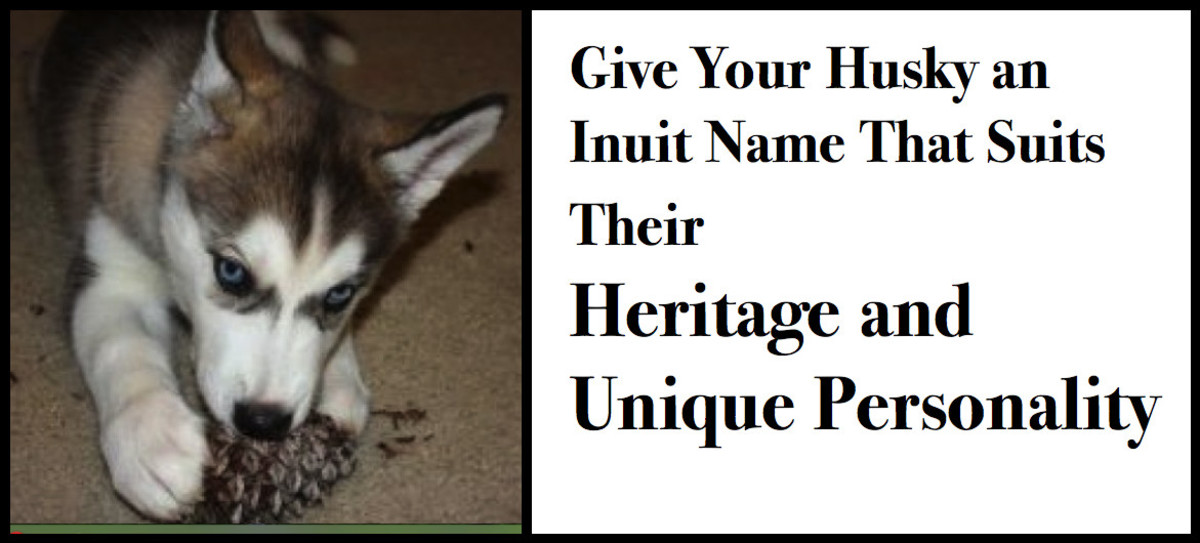 Husky dogs descend from Siberian and Alaskan sled dogs. Find an Inuit or Alaskan name that fits your dog's temperament!