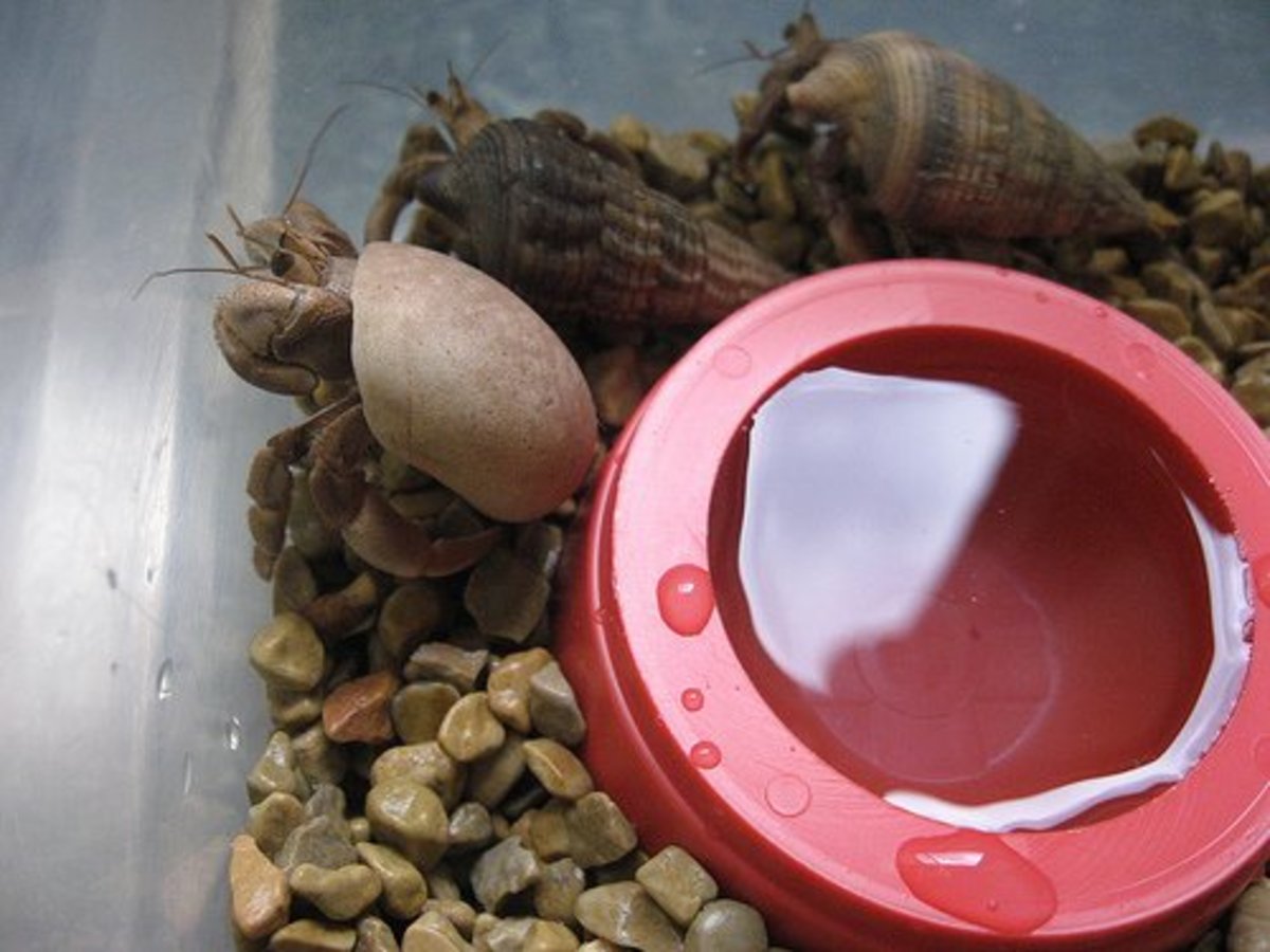 Gravel does not hold moisture well and is too coarse for hermit crabs.