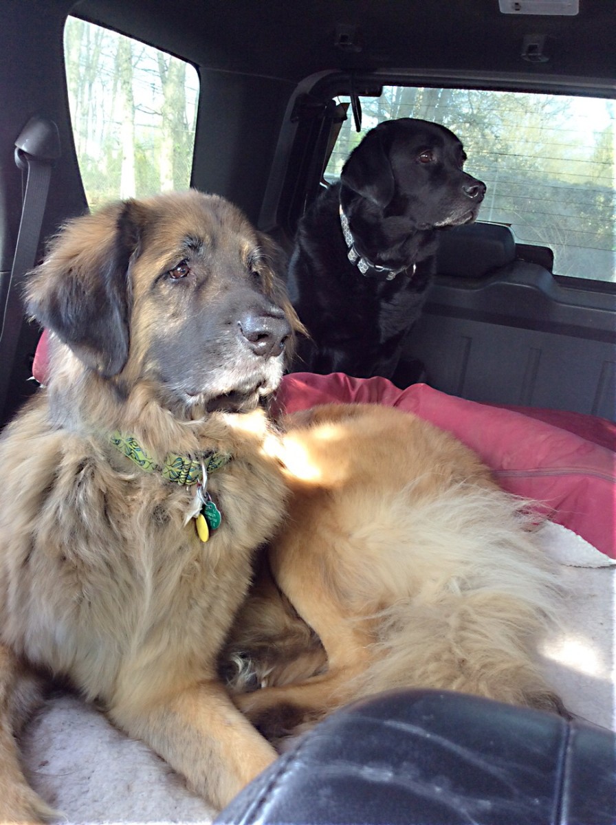 Ryan waiting for me in the car with his black Labrador Retriever brother.