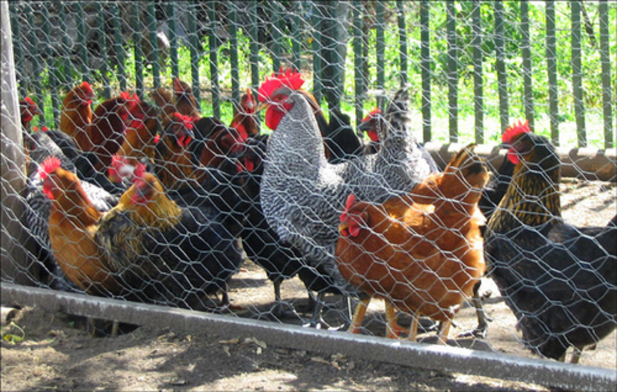 Poultry behind chicken wire