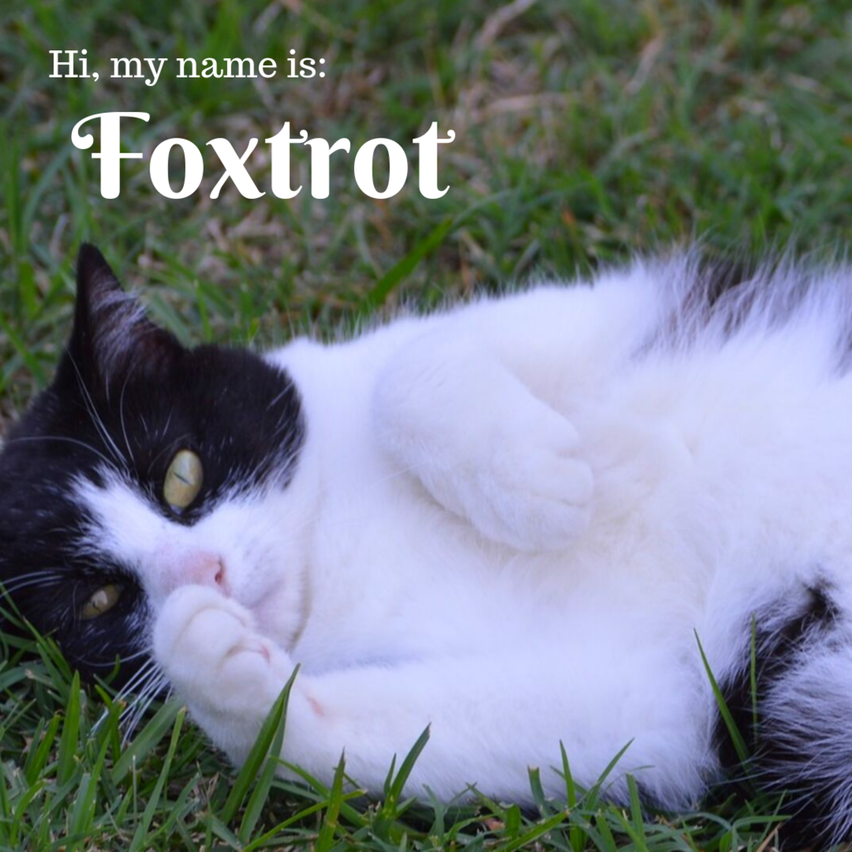 tuxedo-cat-names