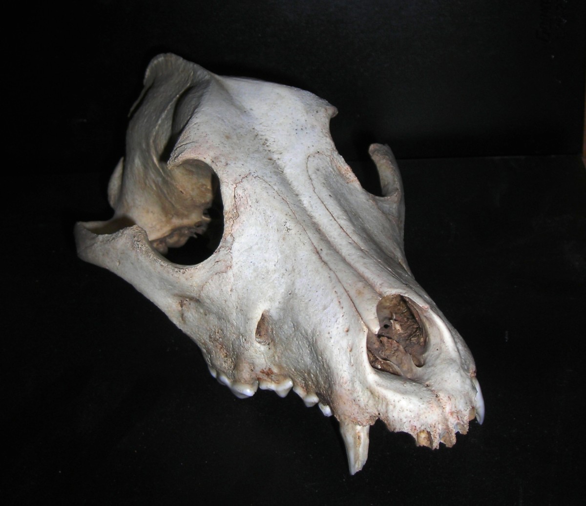 Canine skull.