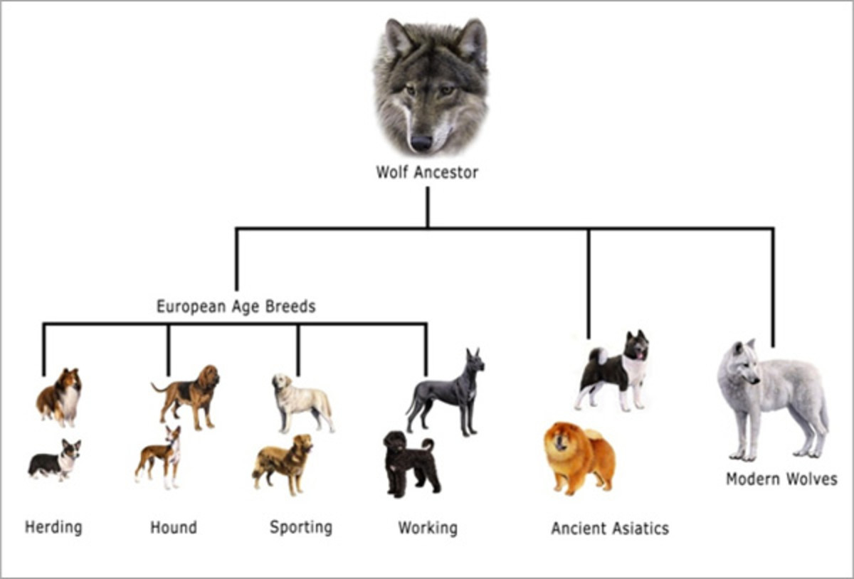 Where do modern dogs come from? 