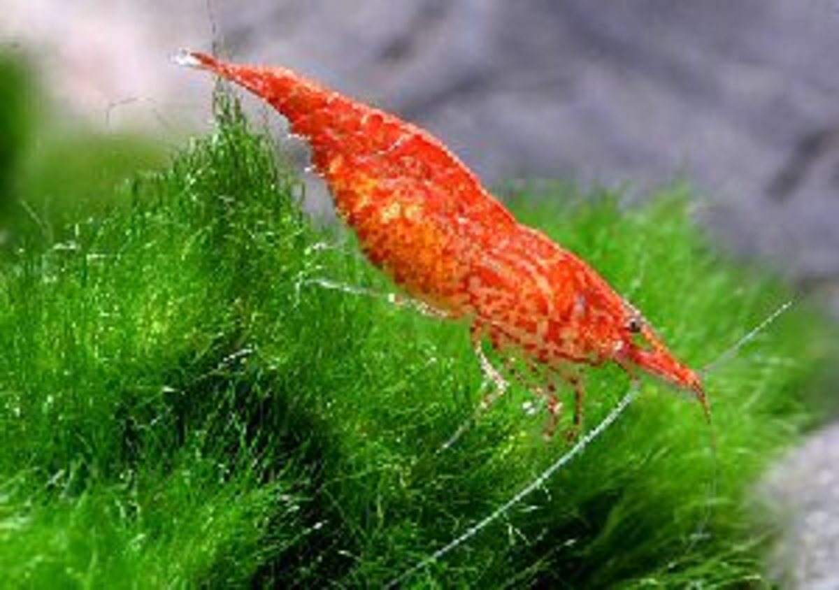 Keeping Freshwater Cherry Red Shrimp as Pets