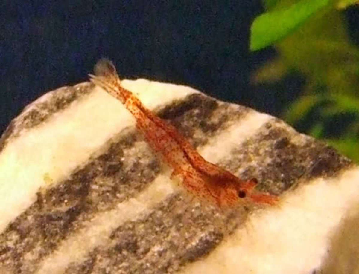 A cute little cherry shrimp on a rock.