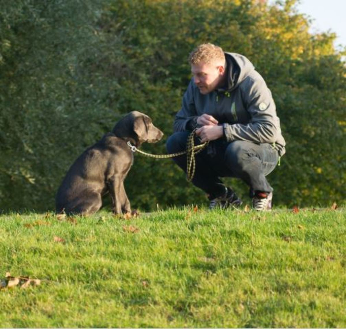 How to Teach a Dog to Make Eye Contact PetHelpful